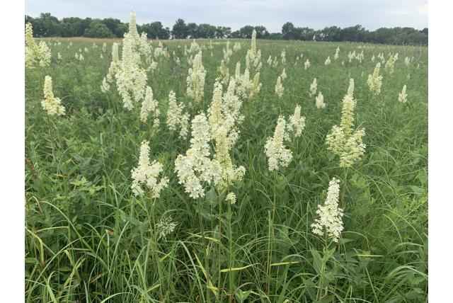 Virginiaanse veratrum