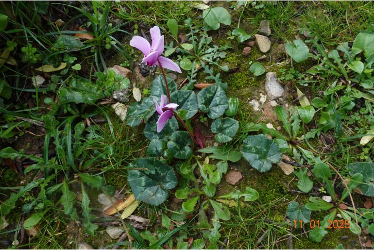 Cyclamen hederifolium ssp crassifolium 8873