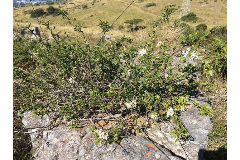 Pavetta gracilifolia 8874