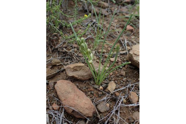 Dorre albuca