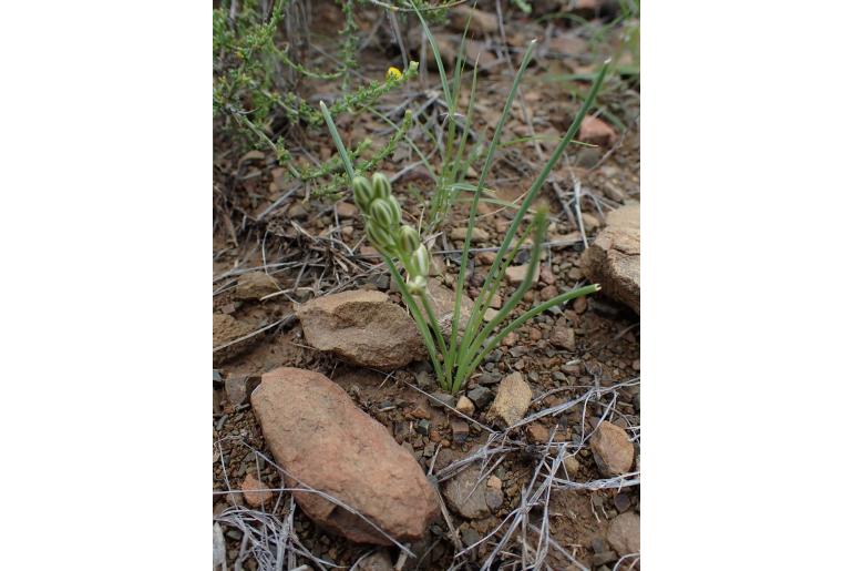 Albuca virens ssp arida -8875