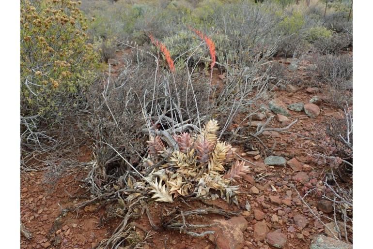 Astroloba rubriflora 8878