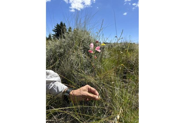 Mostert's gladiolus Mostert's gladiolus