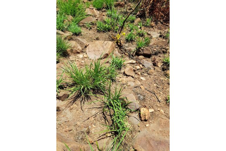 Gladiolus pardalinus 8886