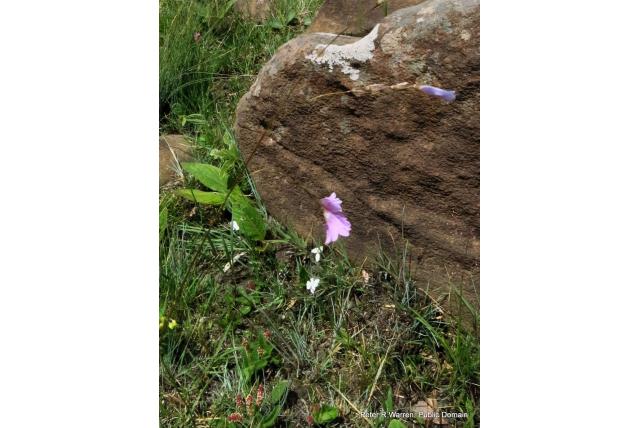 Heel klein Gladiolus