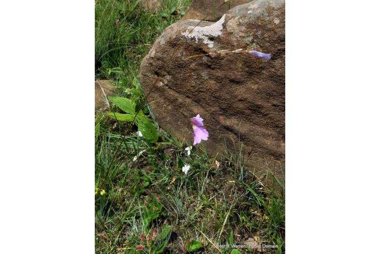 Gladiolus parvulus 8887