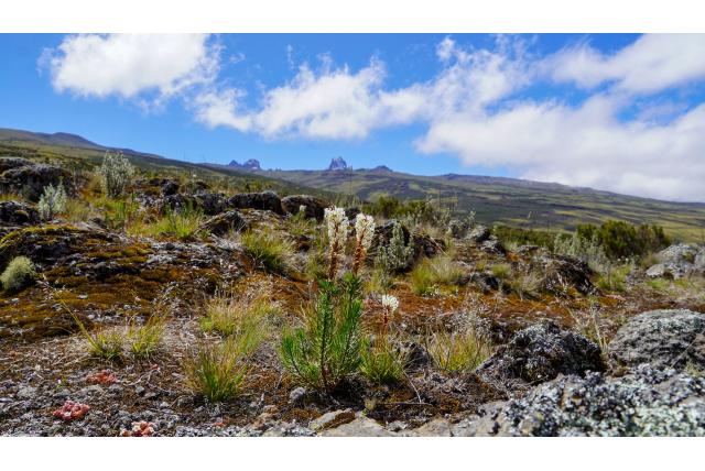 Angolese hebenstretia Angolese hebenstretia