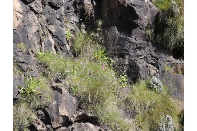 Grootbloemige hesperantha Grootbloemige hesperantha