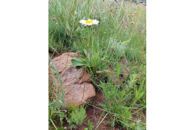 Aanzienlijke inezia Aanzienlijke inezia