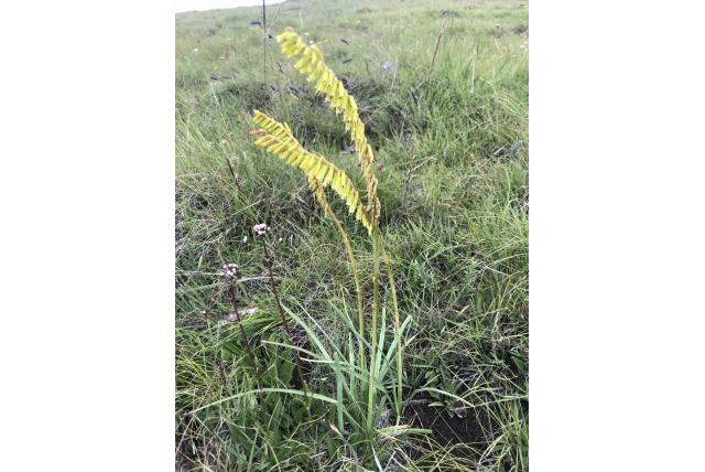 Kleinbloemige fakkellelie