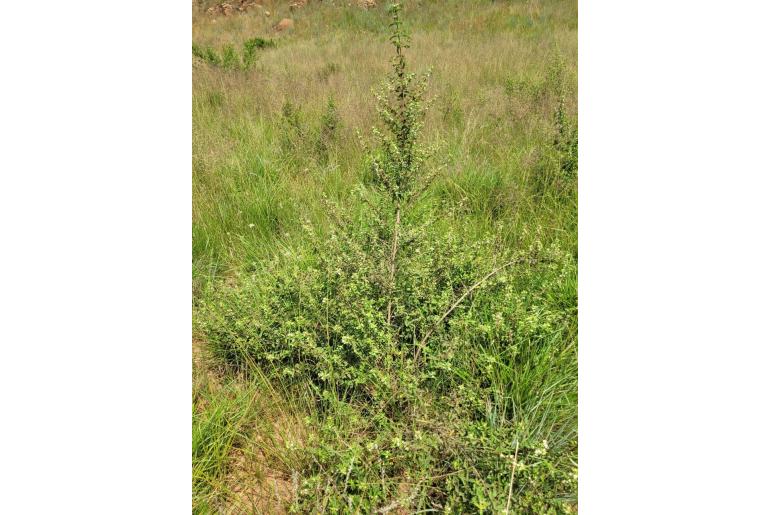 Lippia javanica -8900