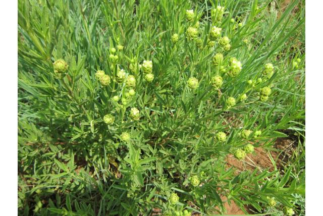 Rehmann's lippia