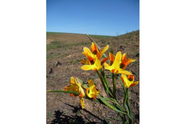 Elegante moraea