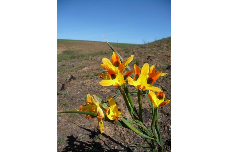 Moraea elegans -8902