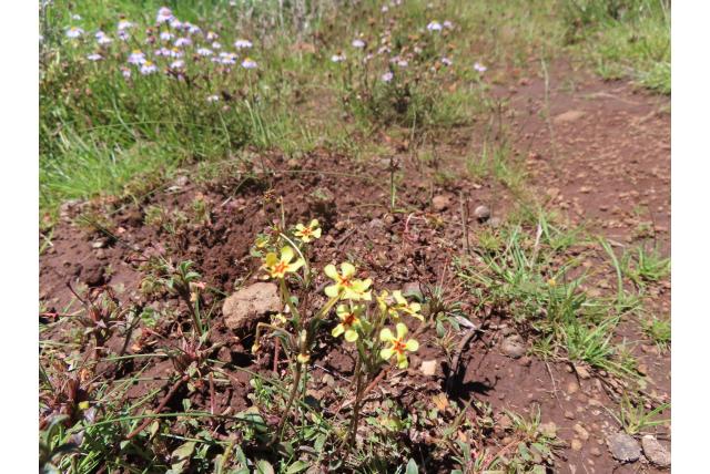 Rode ster Zuidelijke Lila