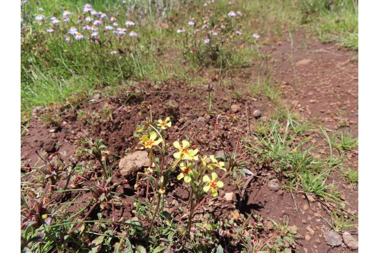 Zaluzianskya rubrostellata Zaluzianskya rubrostellata -8904