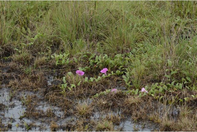 Breedbladige ipomoea