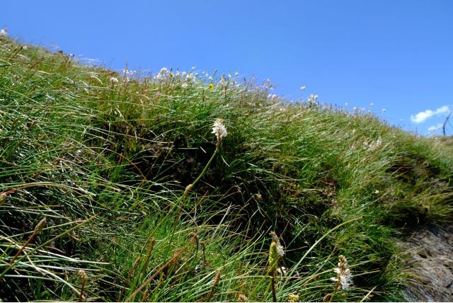 Small's trachyandra
