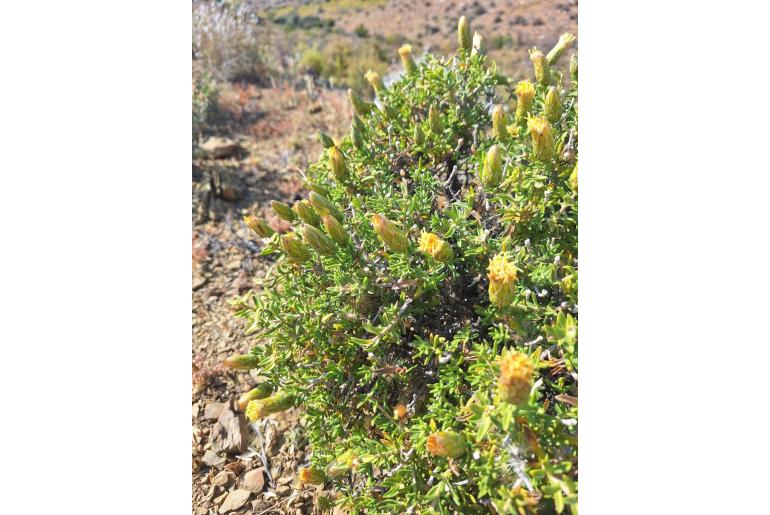 Pteronia hutchinsoniana 8914