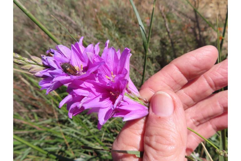 Ixia patens 8915