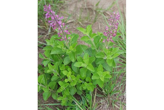 Getande Ocimum