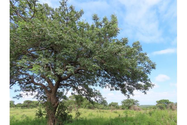 Marula