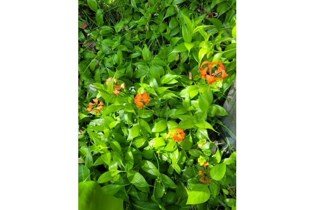 Vlam Gloriosa