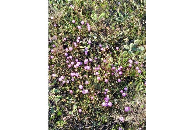 Lampranthus met draadachtige meeldraden Lampranthus met draadachtige meeldraden