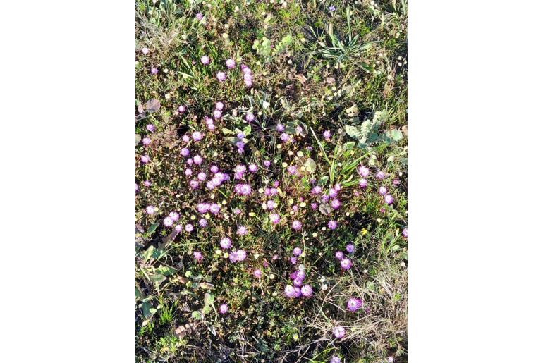 Lampranthus filicaulis 8933