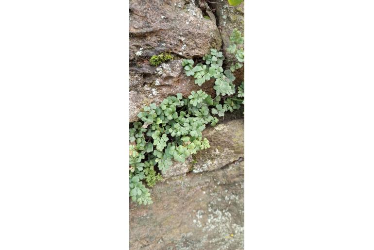 Asplenium ruta-muraria 8936
