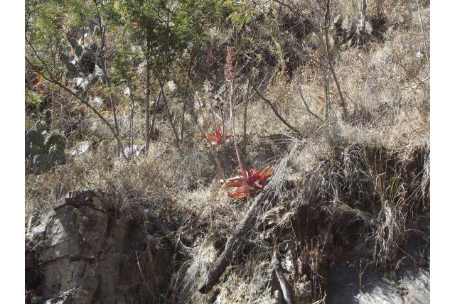 Vingerachtige echeveria Vingerachtige echeveria