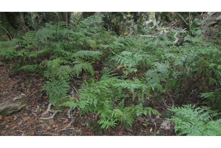 Rumohra adiantiformis -8948