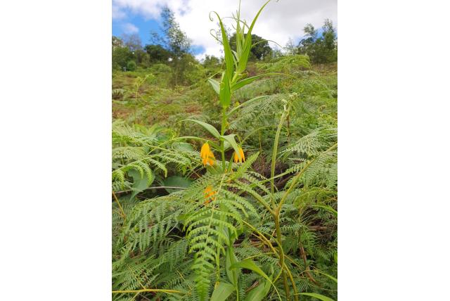Bescheiden Klimmende Gloriosa