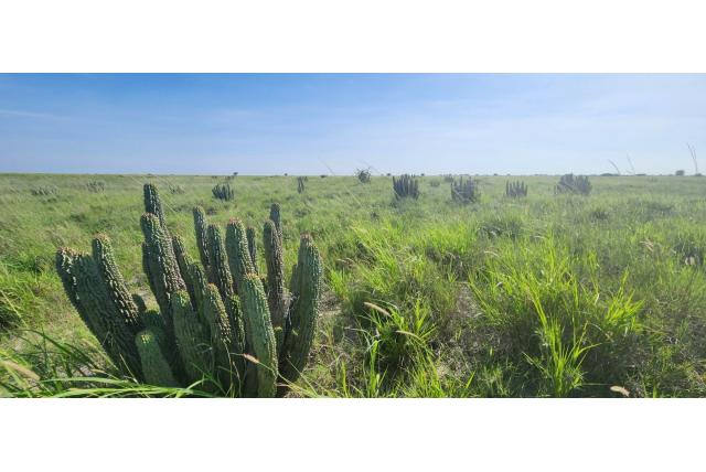 Lugard's lantaarnplant