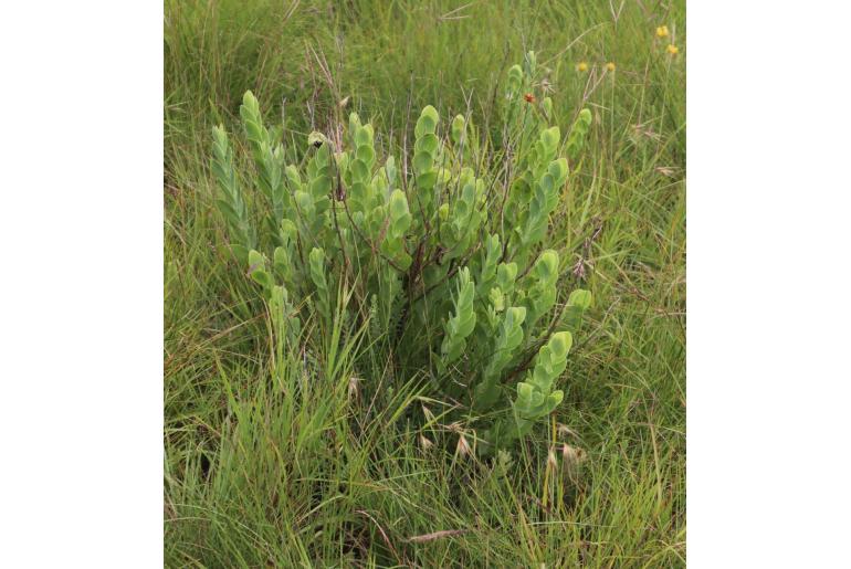 Lopholaena disticha -8956
