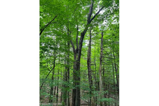 Shagbark-hickory