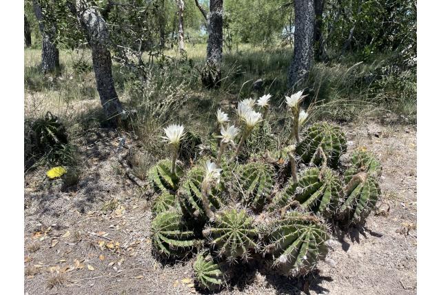 Zee-egel Cactus