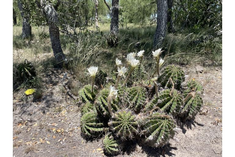 Echinopsis oxygona 8967