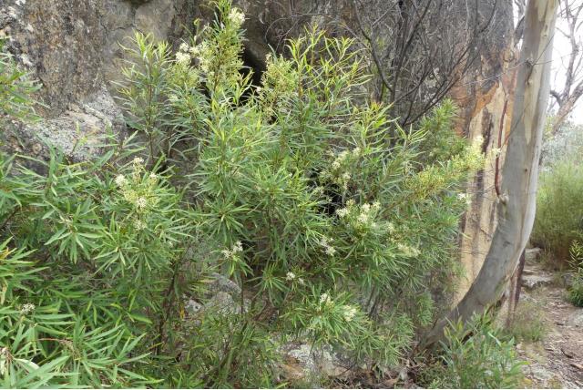 Myrica-achtige lomatia Myrica-achtige lomatia