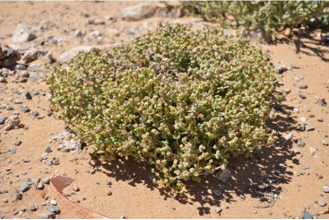 Sedum-achtige eberlanzia