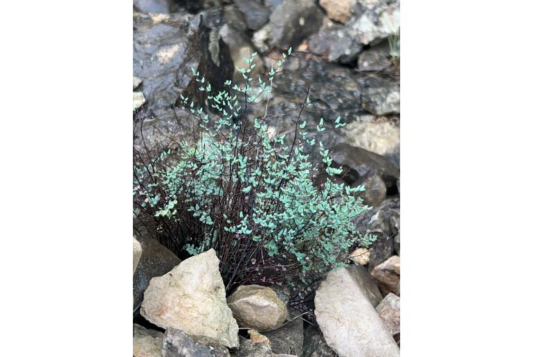 Hemionitis vooshvazool&nbsp;8971