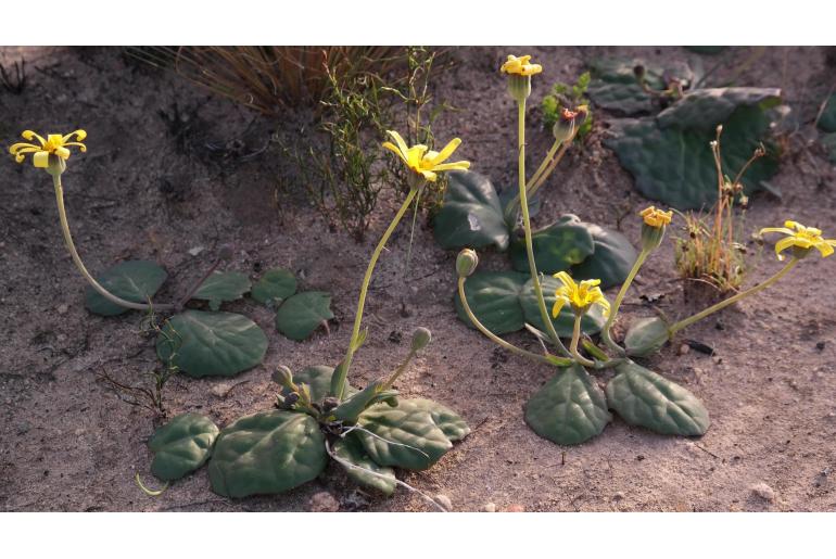 Othonna oleracea -8972