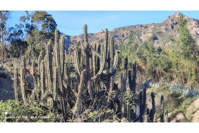Behaarde zwarte cactus