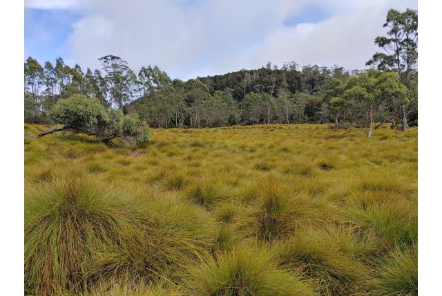 Rondhoofdige gymnoschoenus Rondhoofdige gymnoschoenus