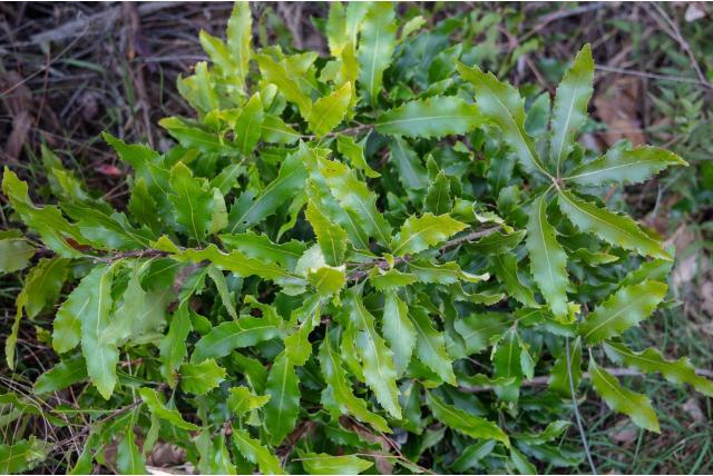 Gladde lomatia Gladde lomatia