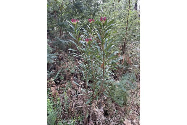 Telopea mongaensis 8990