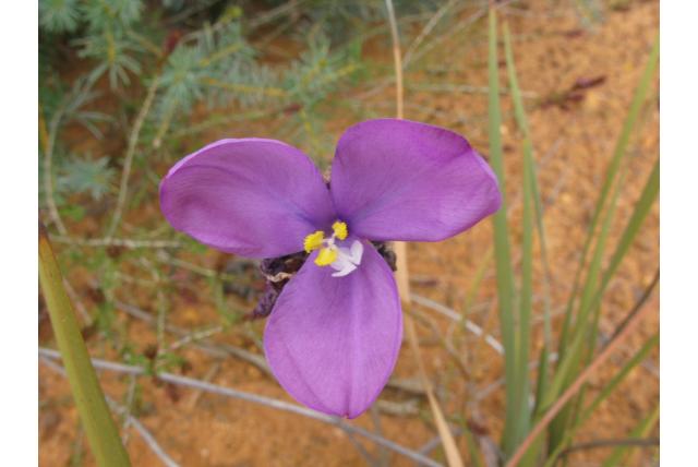 Wollige patersonia