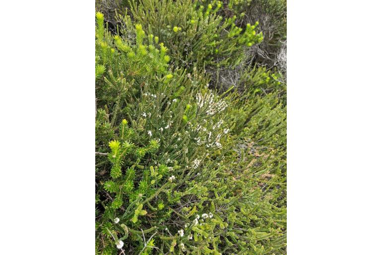 Epacris microphylla -8995