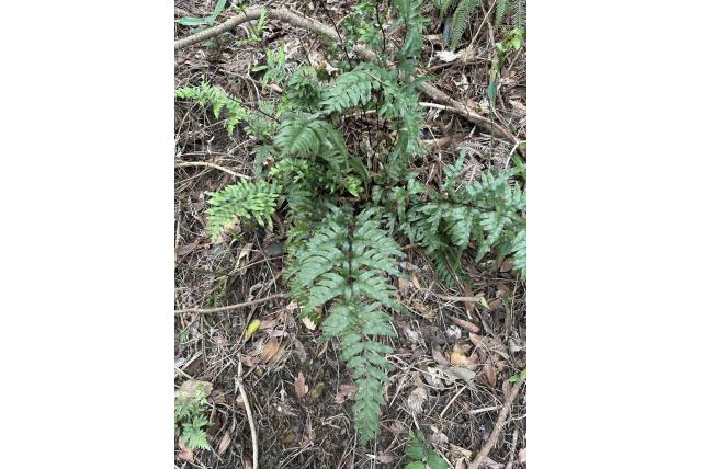 geveerde bladeren pteris geveerde bladeren pteris