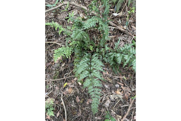Pteris semipinnata&nbsp;8998